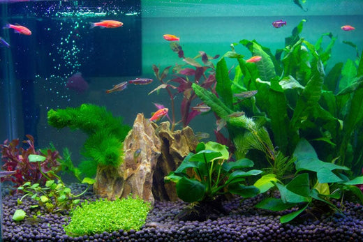 Understanding the Essentials of Aquarium Filtration: An In-depth Look ...